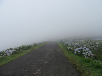 Amerika - Hortensia bloeit er volop Azoren, Flores. ook hangt er bijna altijd een zware mist