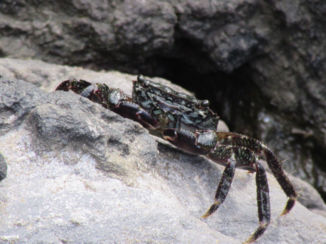 Amerika - close up krabbetje Azoren, Flores