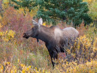 Alaska - Moose in de park
