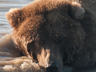 Alaska - Grizzle in Lake Clarke