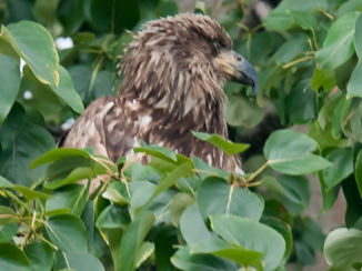Amerika - Jonge Bolt eagle