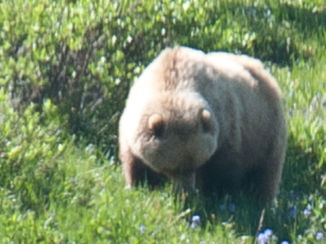 Amerika - Bruine Beer