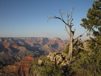 Amerika - Dode boom aan de rand van Grand Canyon South Rim