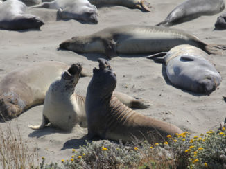 Amerika - zee olifanten op de kust bij San Simeon