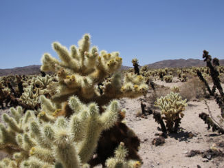 Amerika - Cactussen in Joshua Tree NP
