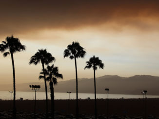 Amerika - Santa M palmstrees