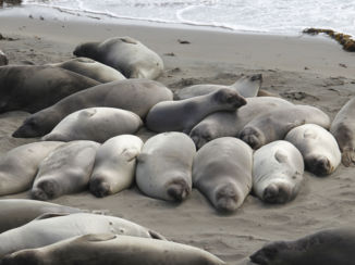 Amerika - A bunch of Sea Elephants laying around