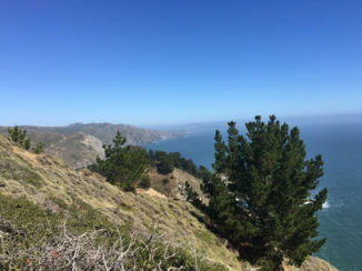 Amerika - Muir beach