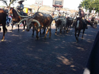 Amerika - Stockyards