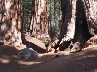 Amerika - Seqouia Park
