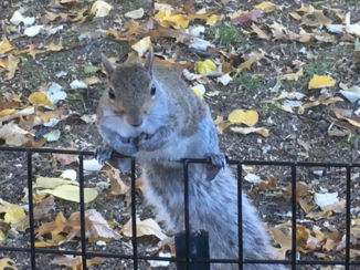 Amerika - Eekhoorn in central park