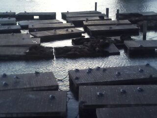 Amerika - zeerobben bij pier 39