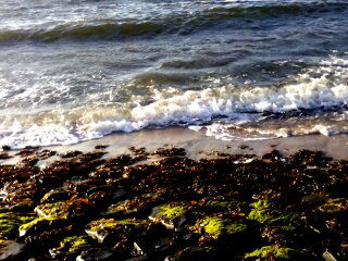 Amerika - San Francisco beach