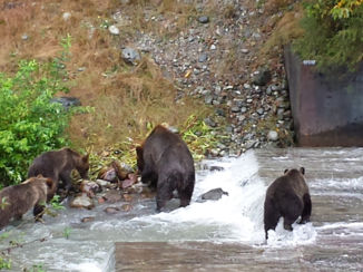 Amerika - Mama Grizzly met cubs