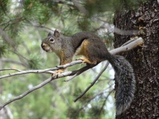Amerika - Yosemite park