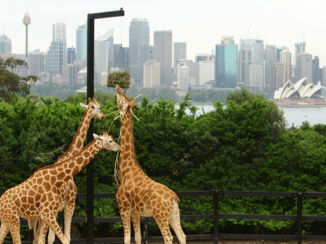 Pacific Island Travel - Taronga Zoo & Sydney