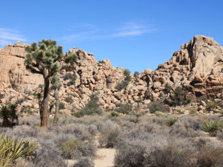 ANWB Vakantie - Joshua Tree