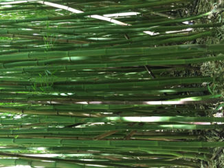 Amerika - Bamboobos Hana