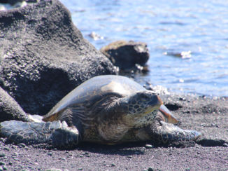 Amerika - Sea Turtle Black Sand Beach
