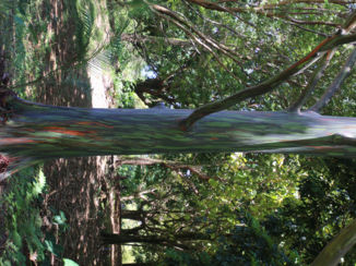 Amerika - Rainbow Tree