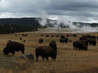 Amerika - Yellowstone