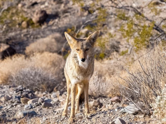 Amerika - Wild coyote in Death Valley NP