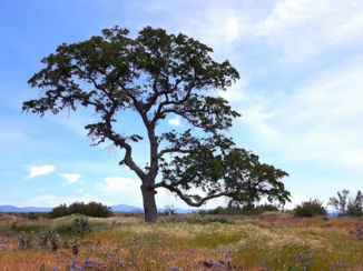 California - Boven op Tabletop Mountain.