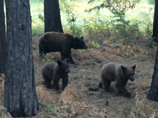 Yosemite National Park