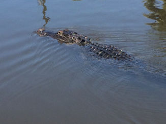 Amerika - Everglade airboat tour