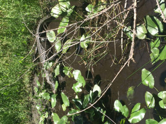 Amerika - Everglades