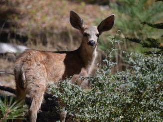 Yosemite National Park