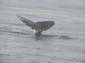 Rondreis Westkust Amerika - Walvissen spotten Monterey