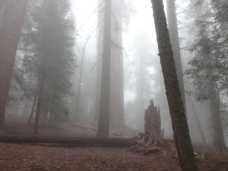 Sequoia en Kings Canyon National Park - Giant forrest