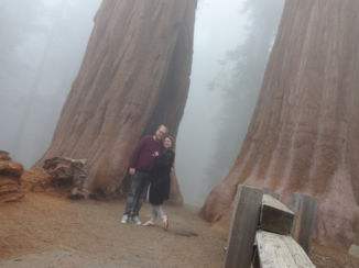Sequoia en Kings Canyon National Park - Roadtrip
