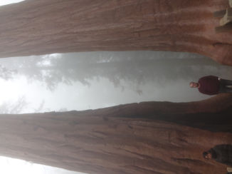 Sequoia en Kings Canyon National Park - We're so little..