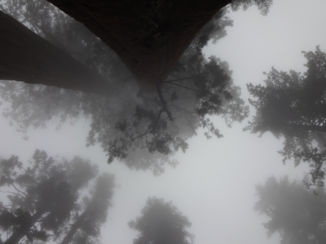 Sequoia en Kings Canyon National Park - Sky is the limit