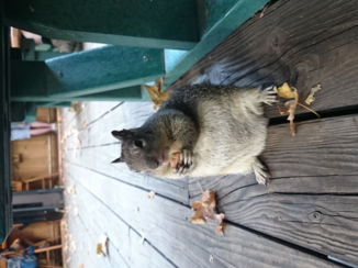 Yosemite National Park - Hungry squirrel