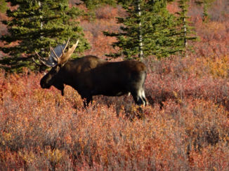 Alaska - Een Moose!!!!