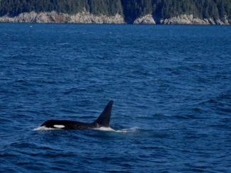 Alaska - Een Orca!