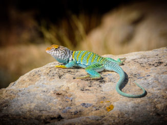 Yellowstone National Park - In Petrified Forest