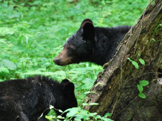 Great Smoky Mountains National Park - Mama en "cub"