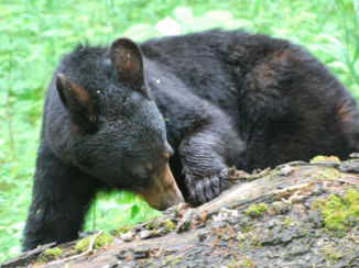 Great Smoky Mountains National Park - Beren in de Great Smokey Mountains