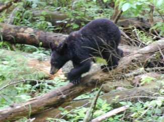 Great Smoky Mountains National Park - Beren in de Great Smokey Mountains