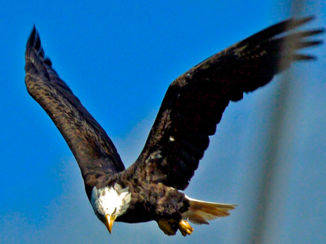 SNP Natuurreizen - Eagle, Bell's Island, Nova Scotia
