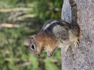 Rocky Mountains - Squirl