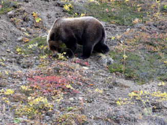 Denali National Park - denali national park