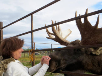Denali National Park - Moose Denali