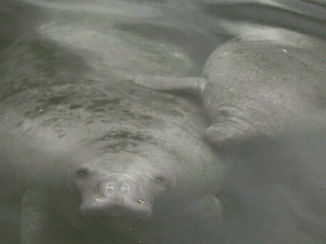 Florida - Manatees in crystal river