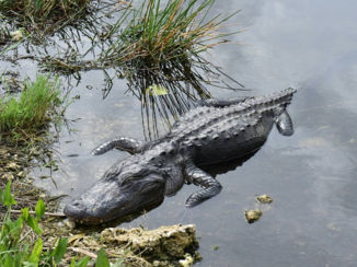 Florida - Beestje in everglades