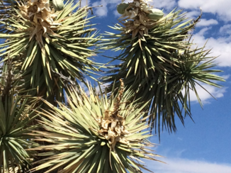 Death Valley National Park - Leven in de woestijn